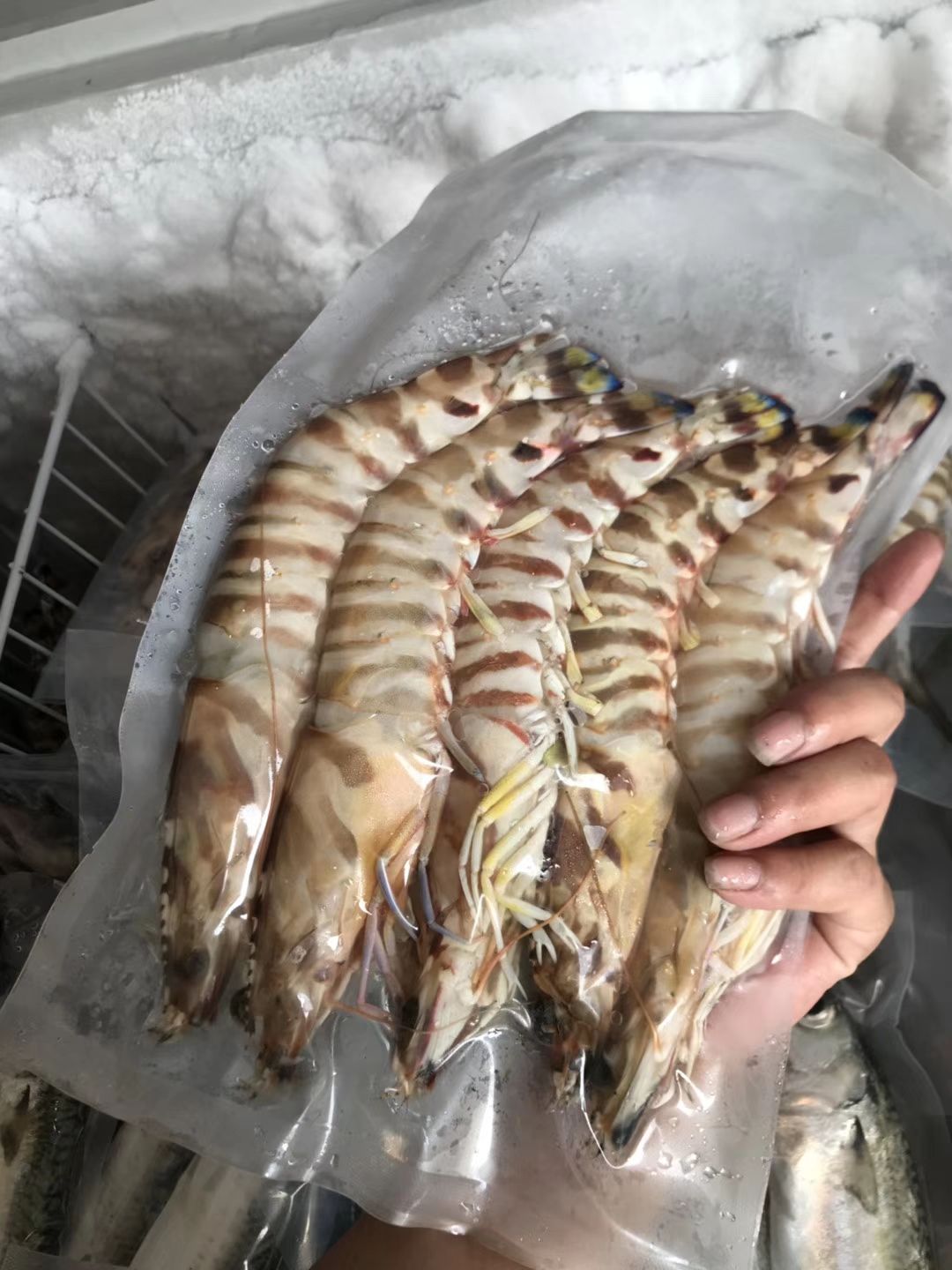 深海九节虾 斑节虾 鲜*速冻 肉质鲜甜