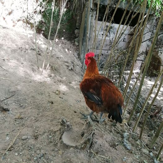 三台县 农家土鸡直批
