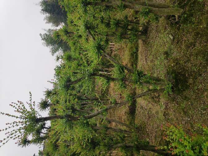 南昌赤楠盆栽 大型种植基地  （小叶赤楠  盆景 地栽）拆迁屯地 房屋别墅