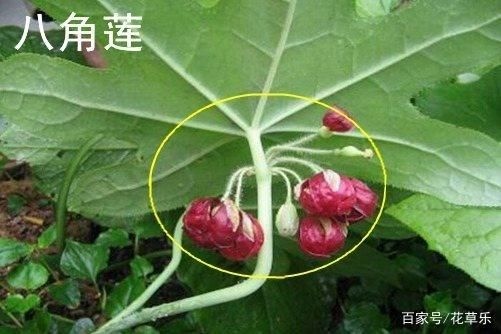 勉县八角莲