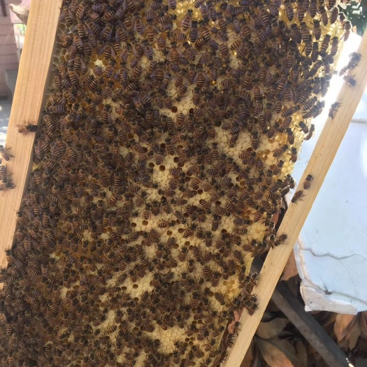 漳州中华蜜蜂  福建中蜂出售