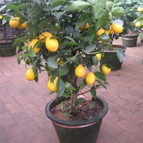  新品种无籽柠檬苗盆栽阳台庭院种植四季可种四季结果当年结果