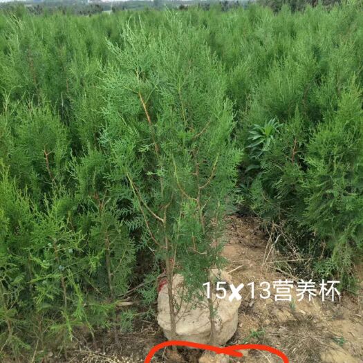 莒南县侧柏苗 1.5米杯苗侧柏