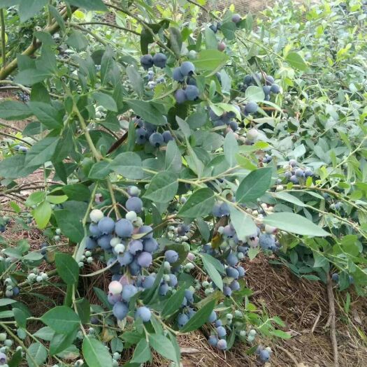信丰县 今年新鲜蓝莓已售完，感谢！要等明年。