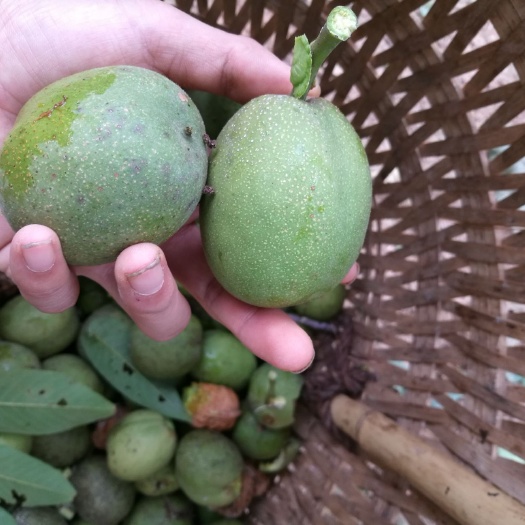 苍溪县 南北方栽植嫁接薄壳核桃树苗清香核桃香玲8518核桃苗现挖现发