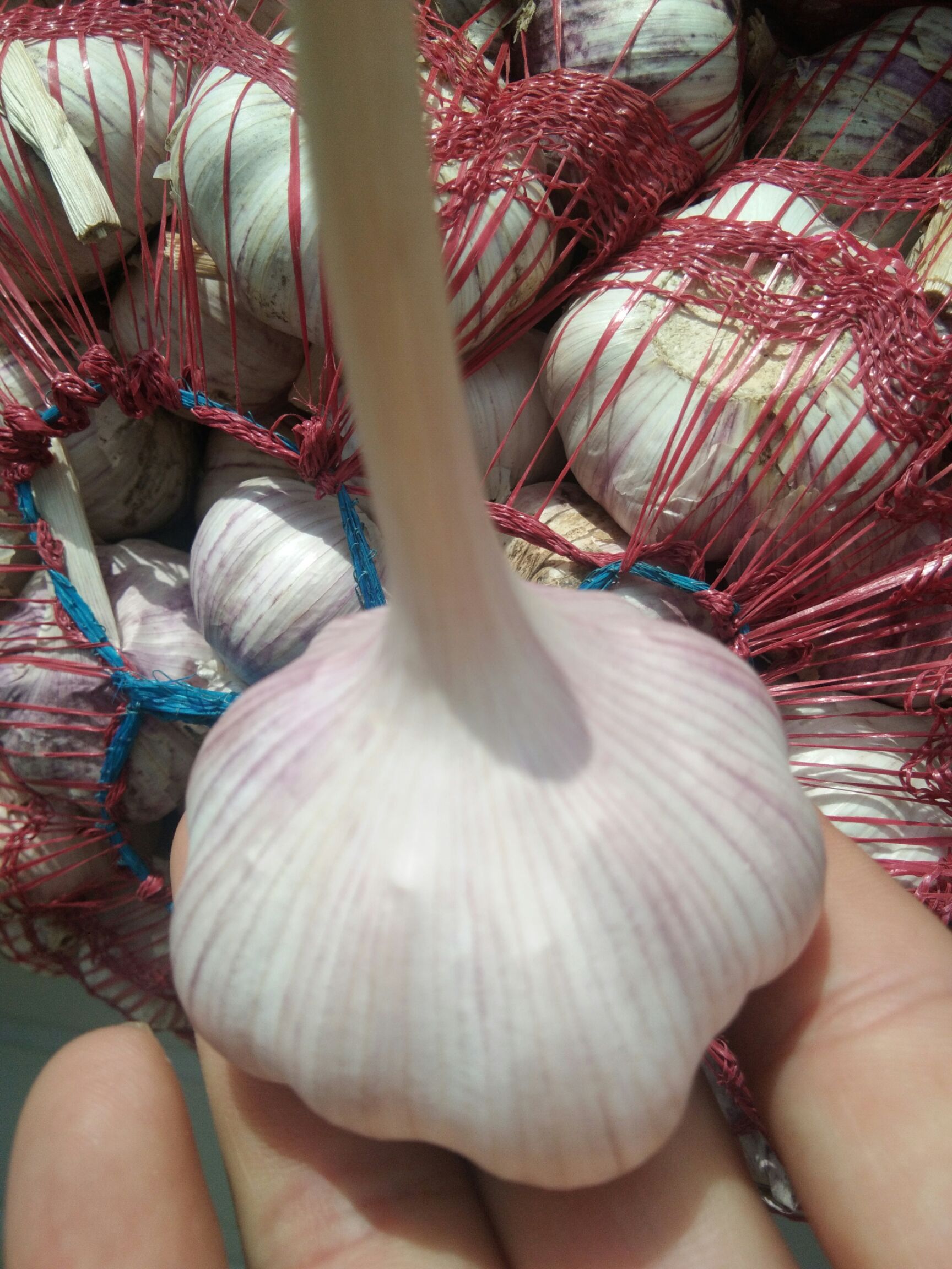 白皮大蒜 混级统货