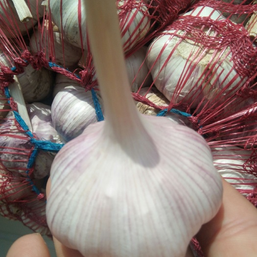 金乡县白皮大蒜 混级统货