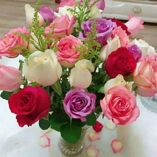 四季玫瑰  山东自家鲜花基地种植彩玫，质量保证，物美价廉，喜