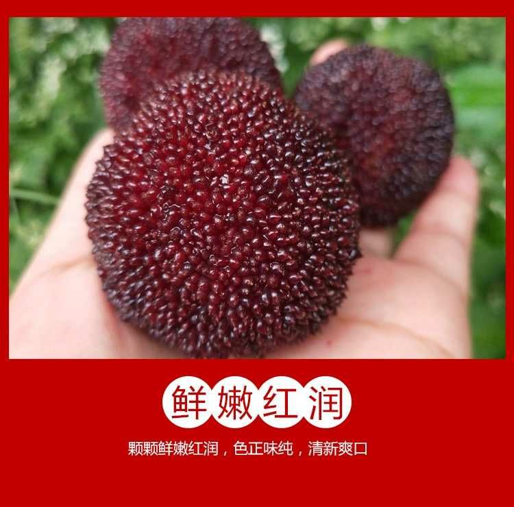  仙居东魁杨梅，基地直供