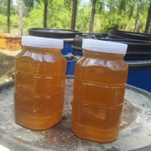 北京沙枣蜜 2019年6月份枣花蜜