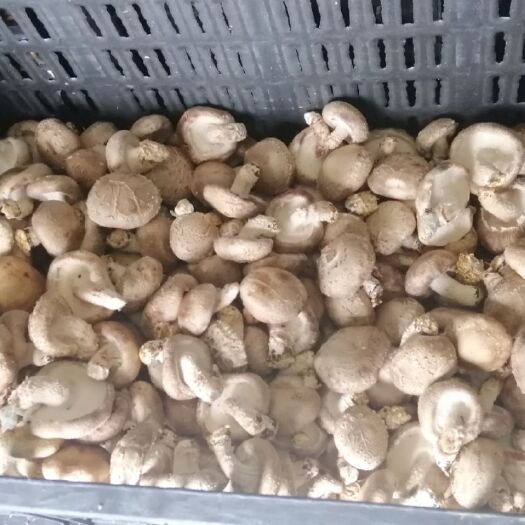 安顺 邢江优质香菇