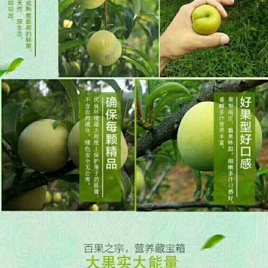 镇宁县 正宗蜂糖李