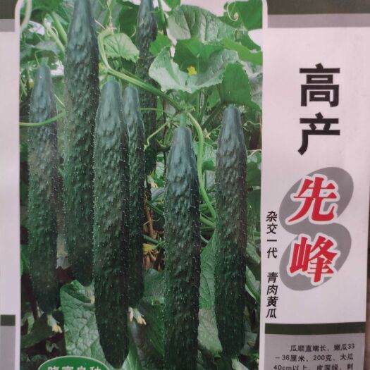 余干县高产先锋黄瓜种子 南方春夏秋冬均可种亩产10000公斤，