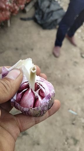 大名县紫皮红瓣大蒜种子