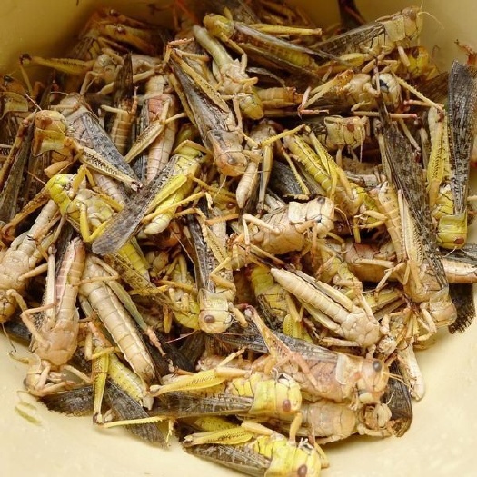 平舆县 出售新鲜蝉蛹蚂蚱，质量好个头大，有需要的速度联系。