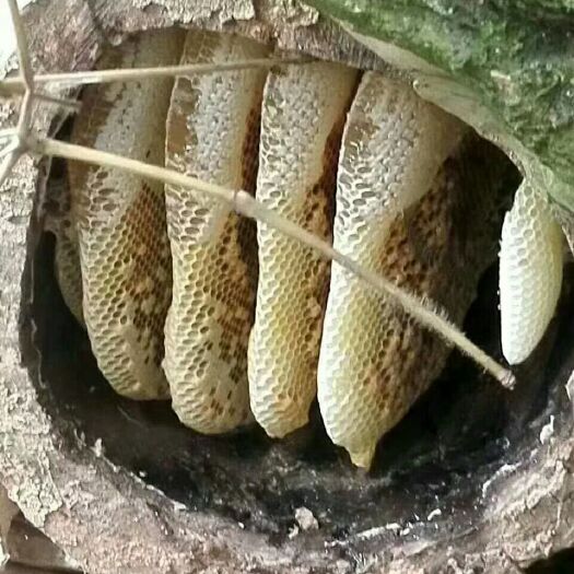 百色土蜂蜜 中华小蜜蜂，深山散养，纯正百花蜜