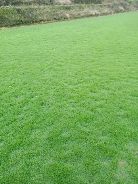 郴州马尼拉草皮 马尼拉草块