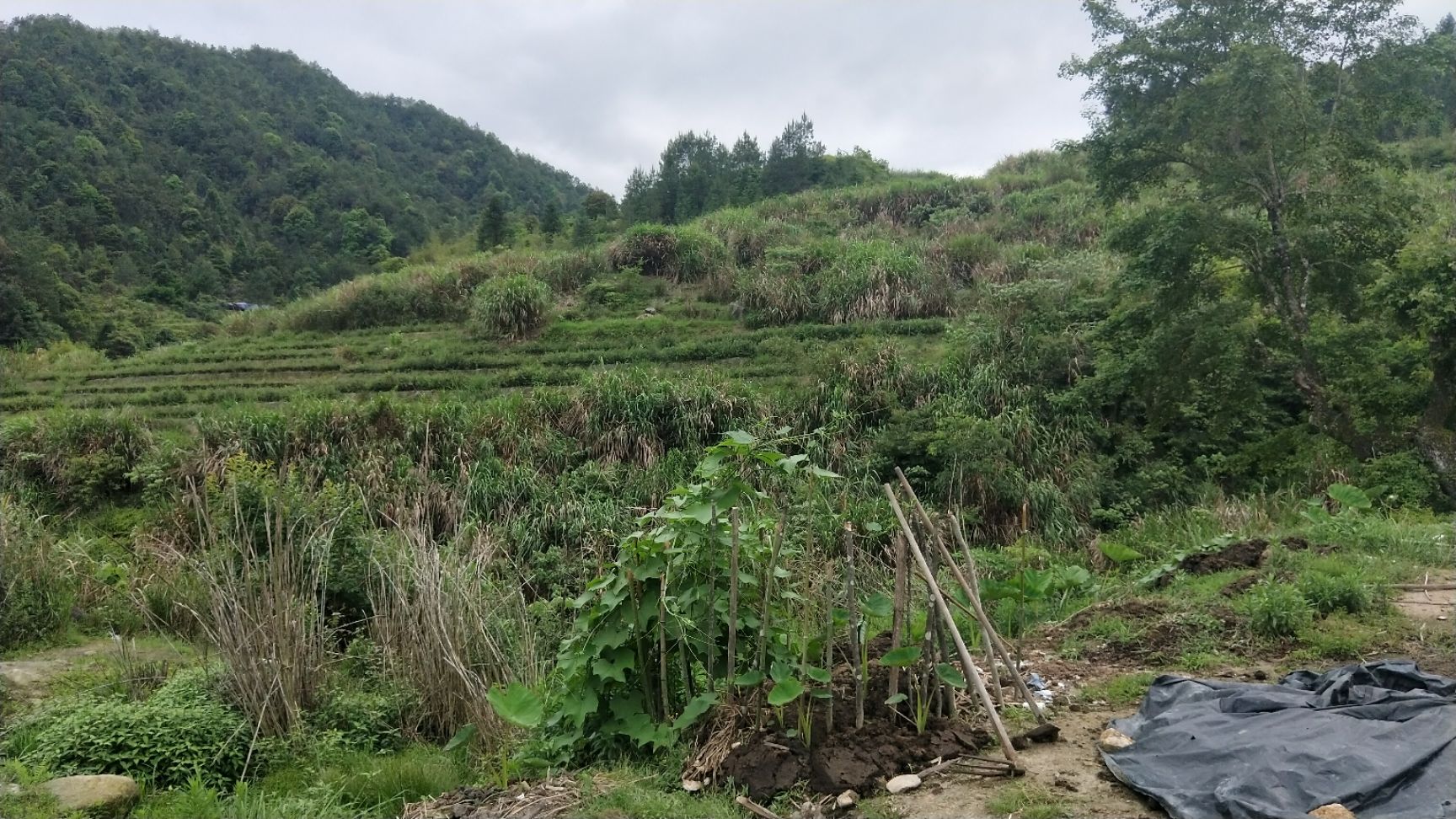 福建高山放养式殖优质跑山土黄牛，路西黄牛秦川黄牛