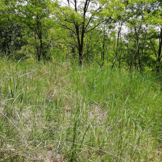 种植土 甘肃省平凉市灵台县万亩林地招农业种植投资合伙人