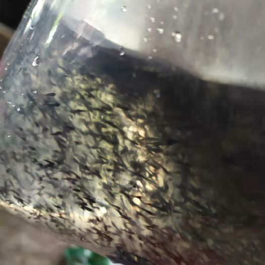 黑鱼苗 杂交黑鱼水花，杂交生鱼水花