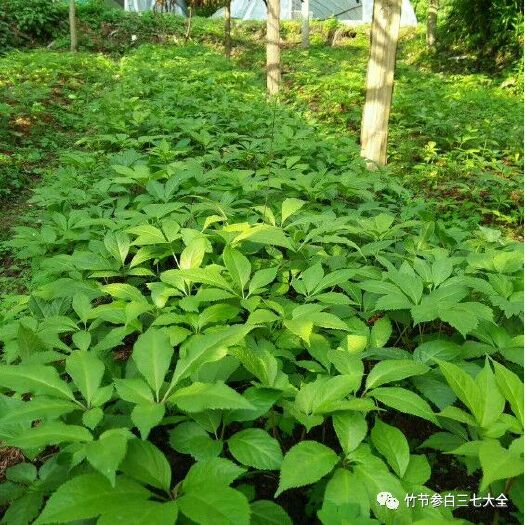 宜昌竹节参种子 供应竹节参白三七竹节人参明三七种子苗子种植基地种植技术