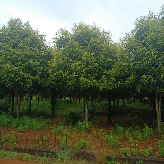 基地直销各种规格桂花树:枝叶茂盛、树形优美！品种齐全