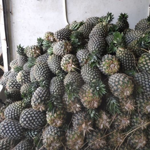 瑞丽市 缅甸菠萝金钻凤梨