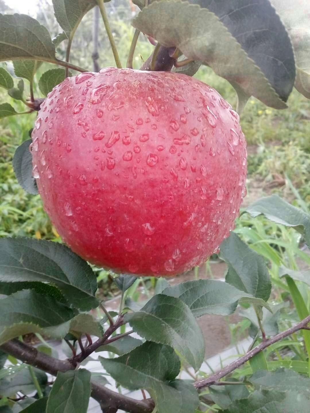  成都产优质苹果，谁说成都不适合种苹果！现货上市中