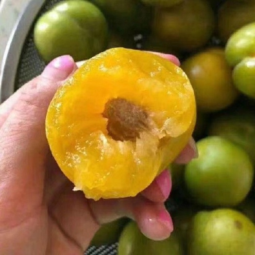 镇宁县 蜂糖李