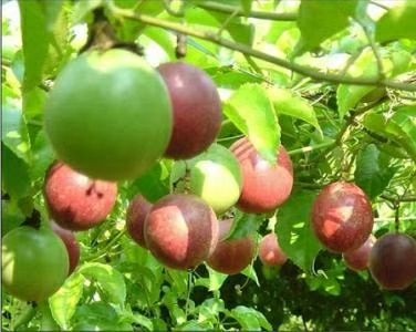 怀集县 紫色百香果