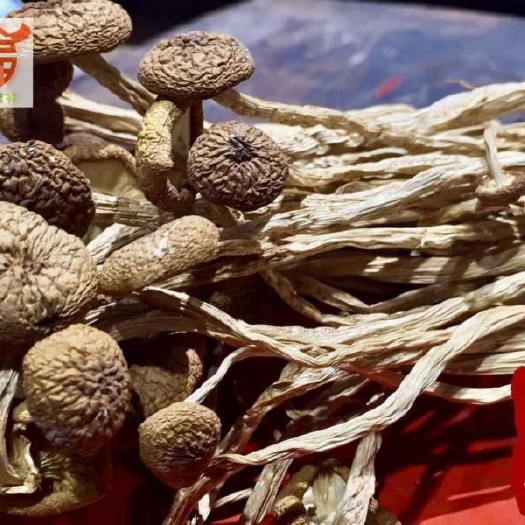 建瓯市普通茶树菇 优惠9.9元两包起拍包邮