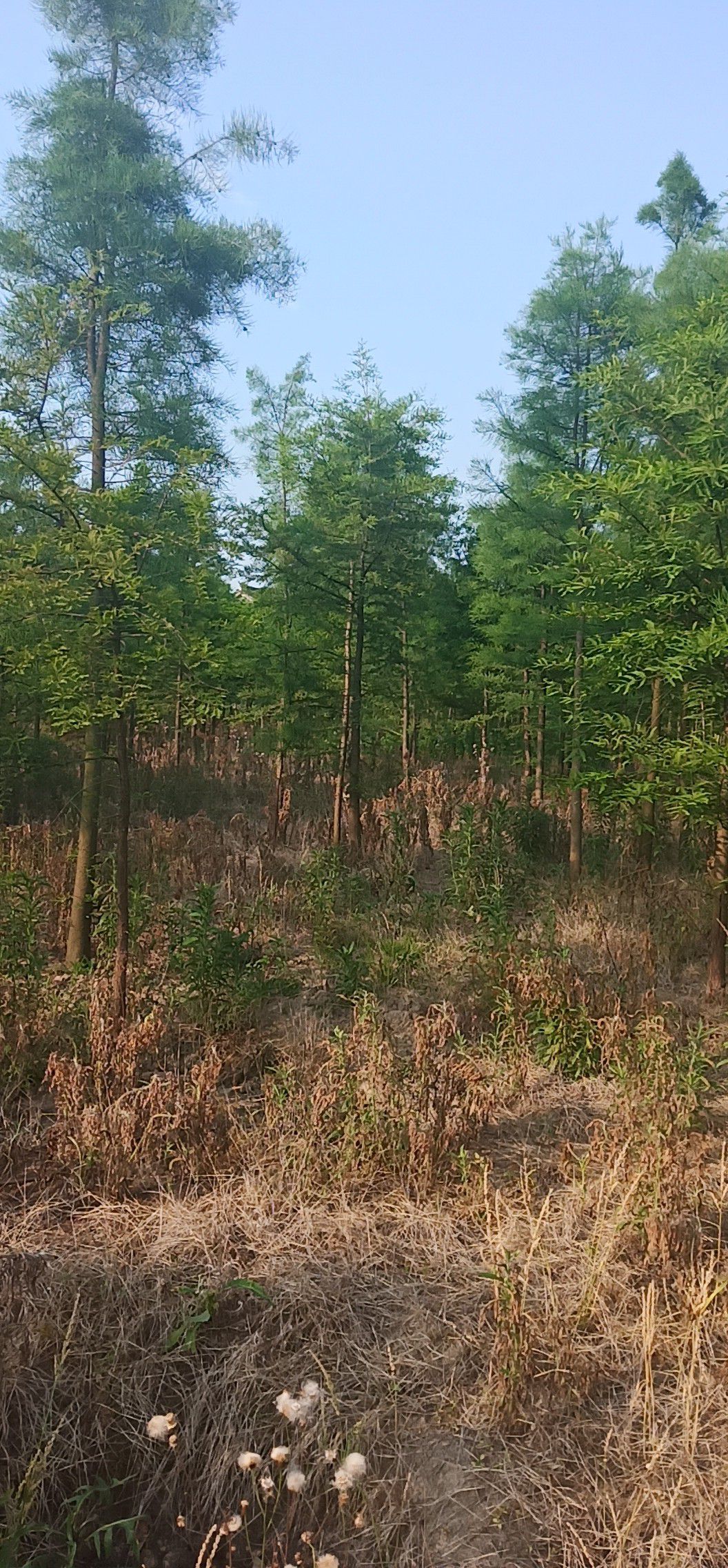 池杉