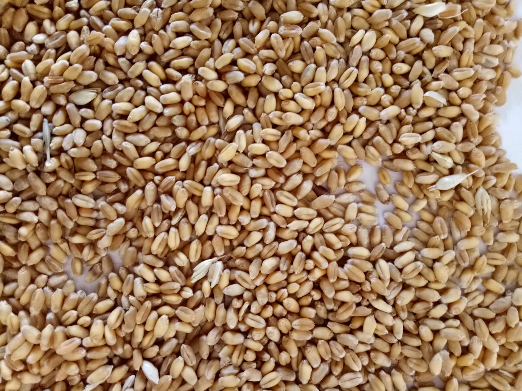 普通小麦