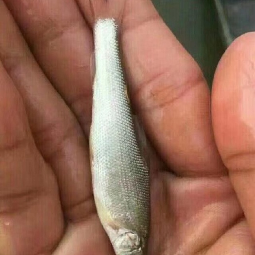 眉山 银鳕鱼苗大鳞粑，渔场直销价格美丽