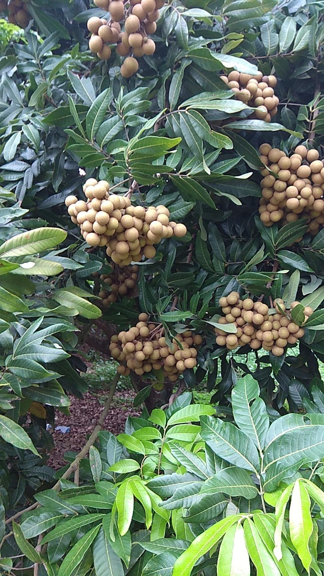 石硖龙眼 精品货批发价产地