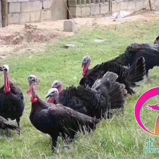 广州 贝蒂娜火鸡苗