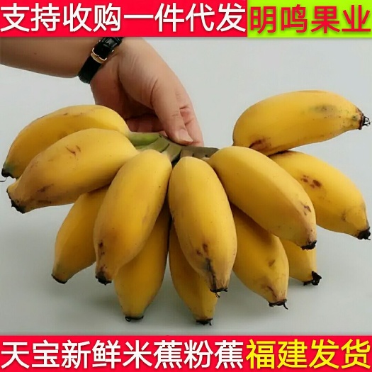 漳州 漳州小米蕉粉蕉香蕉新鲜5斤banana当季时令水果包邮非芭蕉
