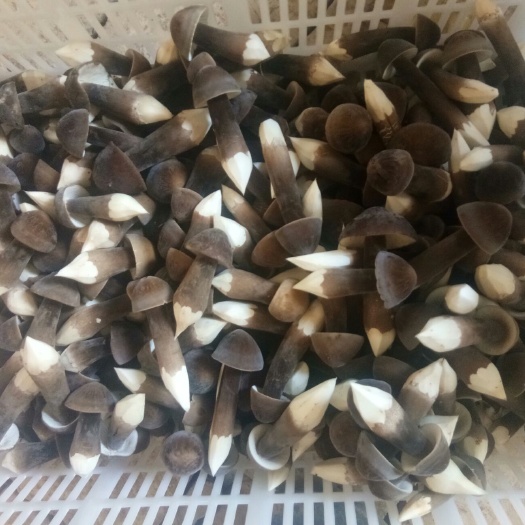 鱼台县鸡枞菌 鲜鸡枞菌