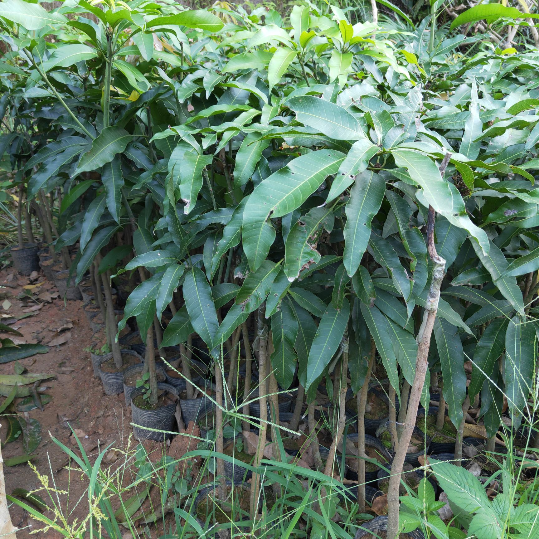 芒果苗台农芒果苗 台农一号芒果苗杯苗包邮芒果嫁接苗