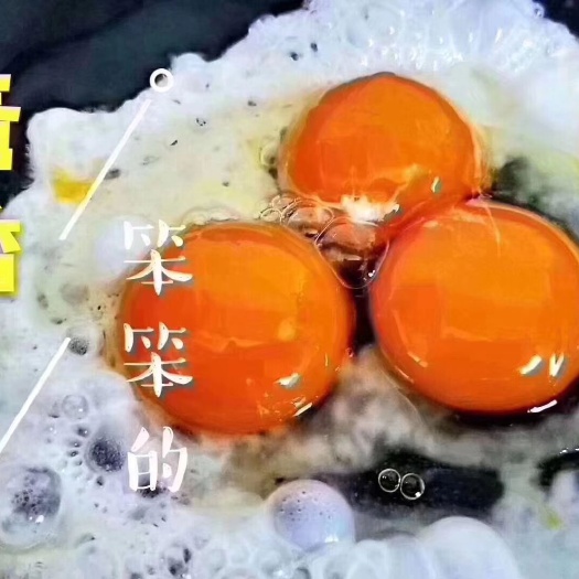 通化县 大山里散养土鸡蛋，日产量过万！透明化养殖！包山4800亩！