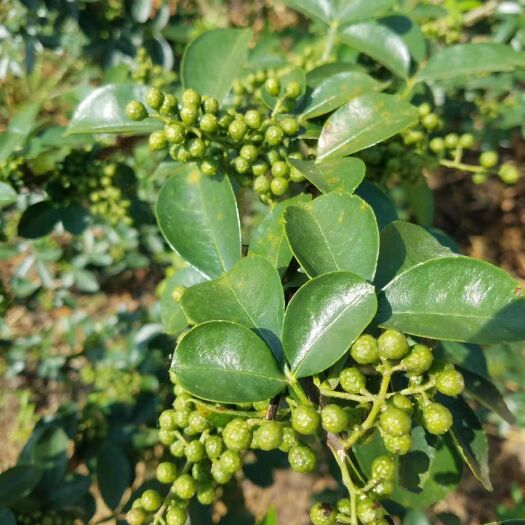 大竹县九叶青花椒 特级 鲜花椒
