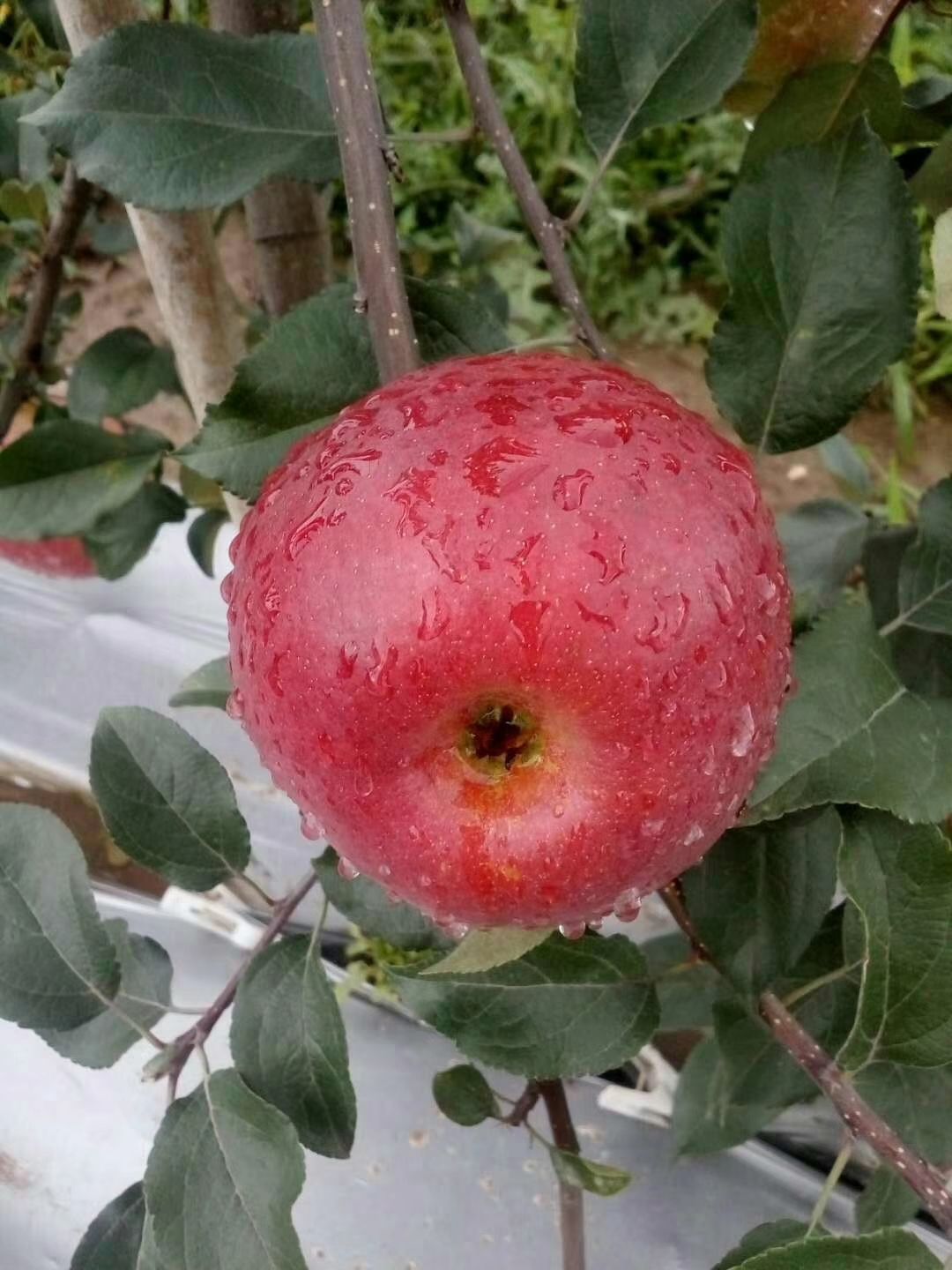  成都产优质苹果，谁说成都不适合种苹果！现货上市中