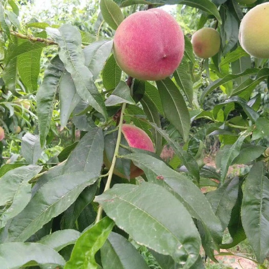 蒙阴县 沂蒙山可以撕皮大红桃  水蜜桃 一件代发 五斤一箱