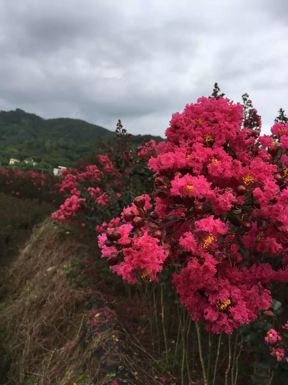  美国三红紫薇