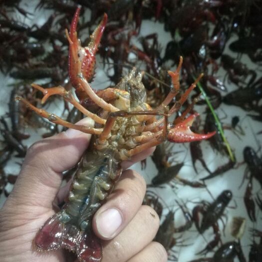 天门市红壳小龙虾 清水虾，场地直发