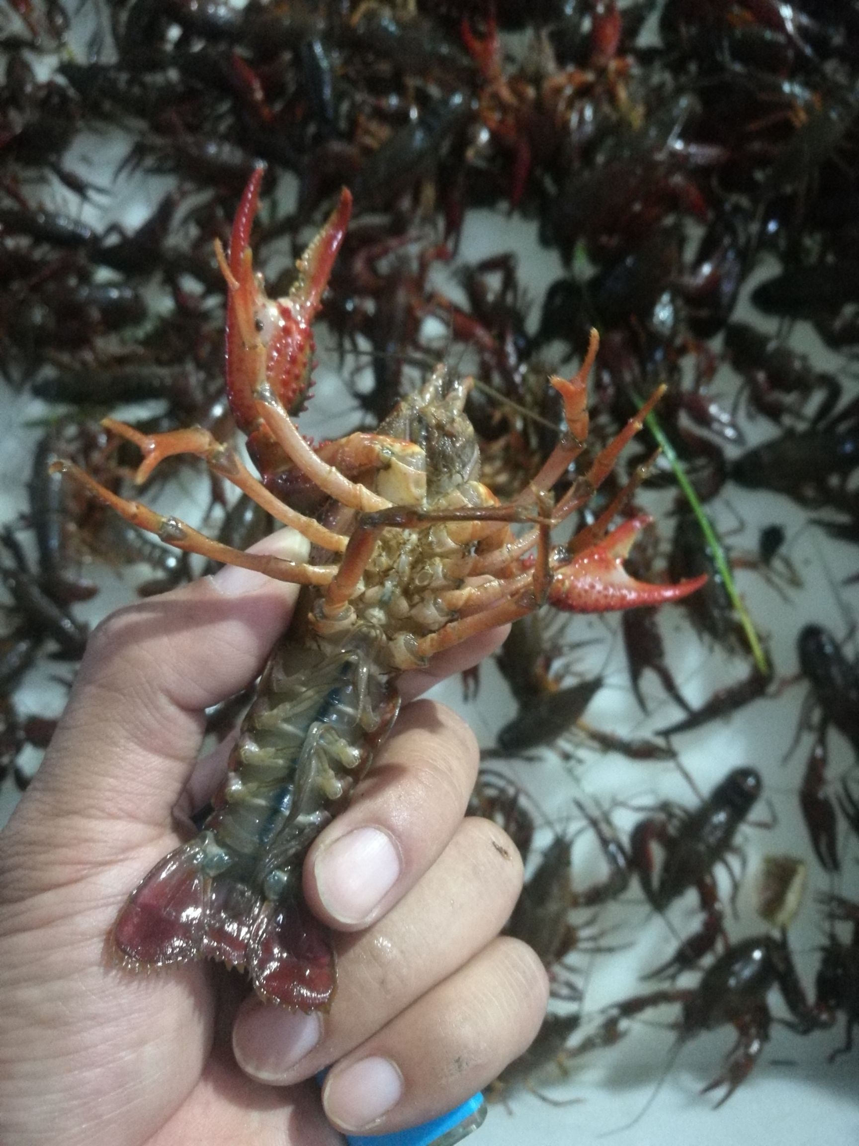 清水小龙虾 稻田清水虾，场地直发，诚信为商！