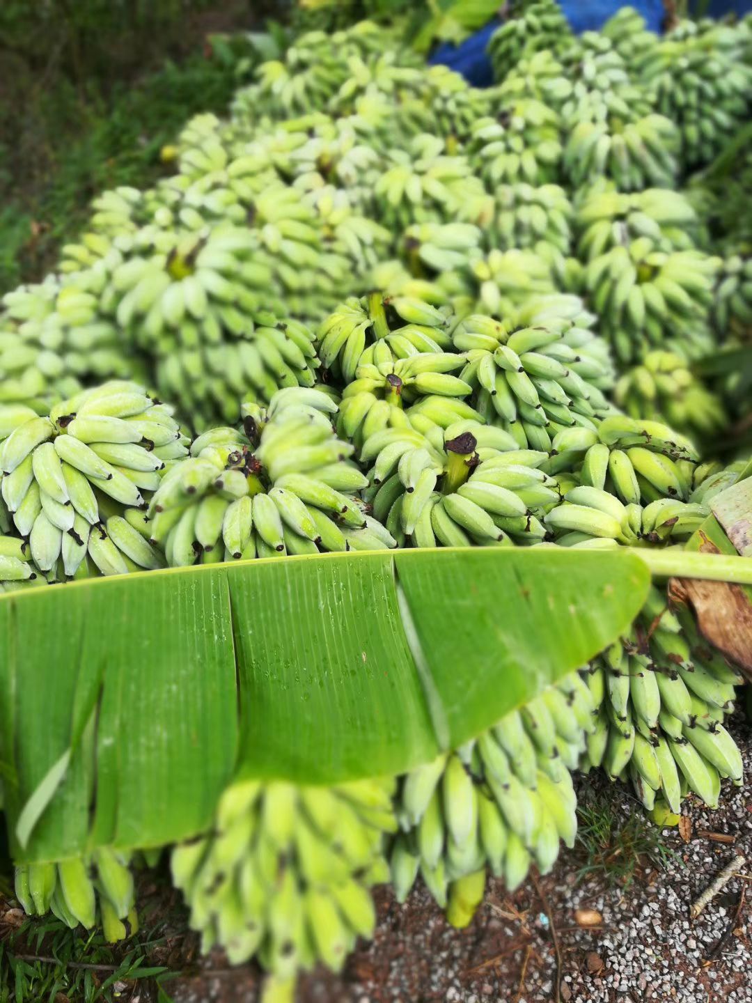  小米蕉 粉蕉 蕃薯蕉大量供应