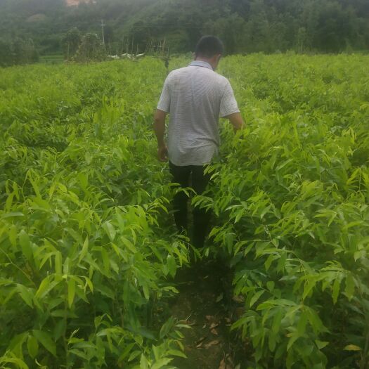 环江县沉香苗 基地直销奇楠苗，优惠批发奇楠沉香树苗，一件也是批发价