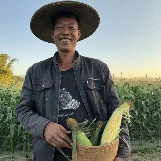昆明云南水果玉米新鲜甜玉米10斤包邮一件代发生吃玉米现货发