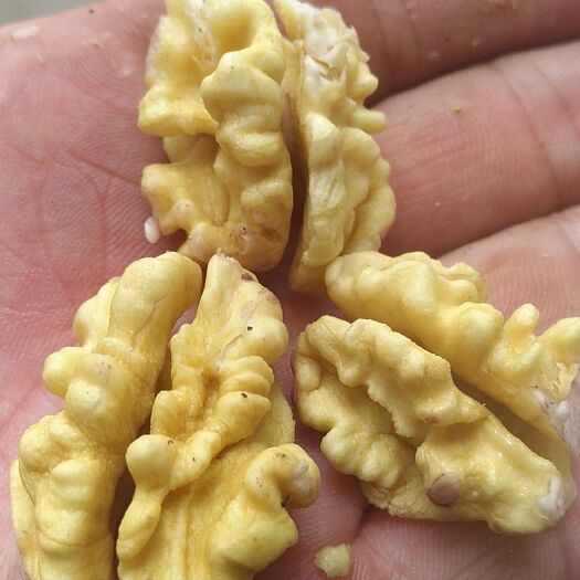 45以上青皮核桃已经大量上市